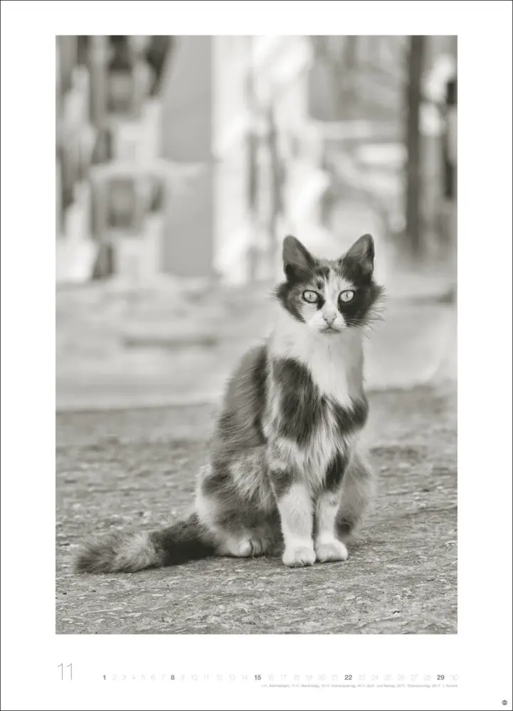 Bild: 9783756411313 | Cats Edition Kalender 2026 | Monika Wegler | Kalender | Spiralbindung