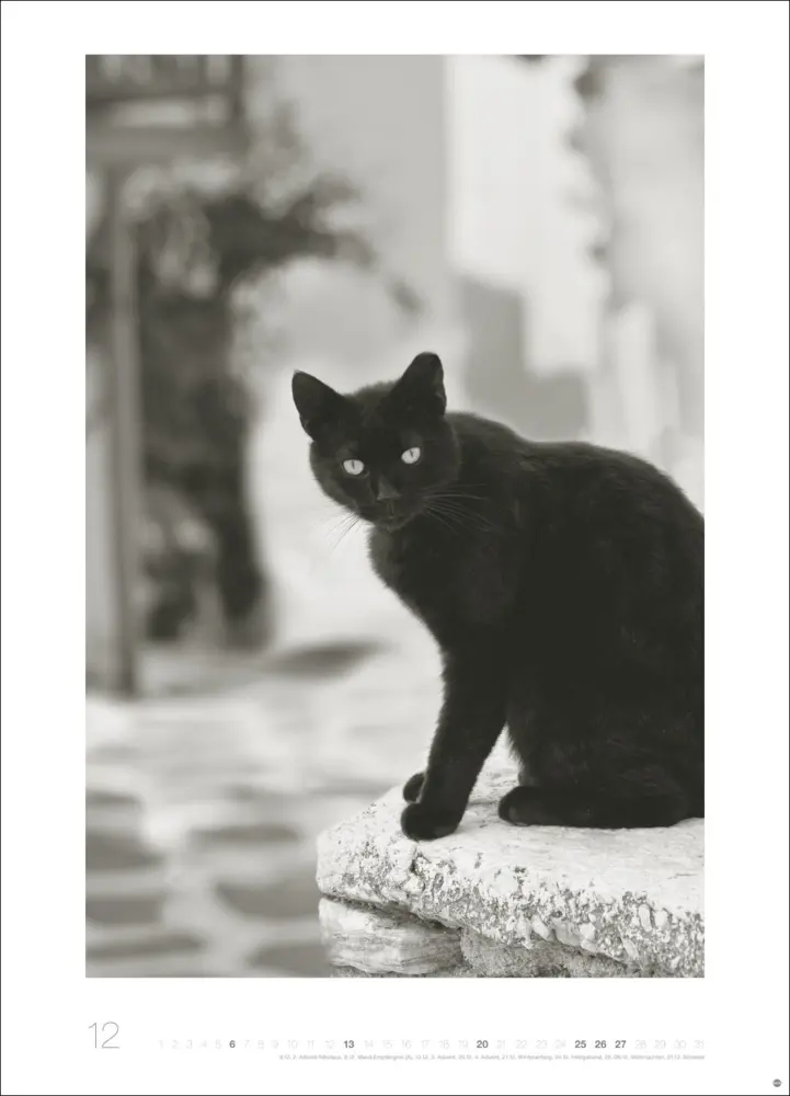 Bild: 9783756411313 | Cats Edition Kalender 2026 | Monika Wegler | Kalender | Spiralbindung