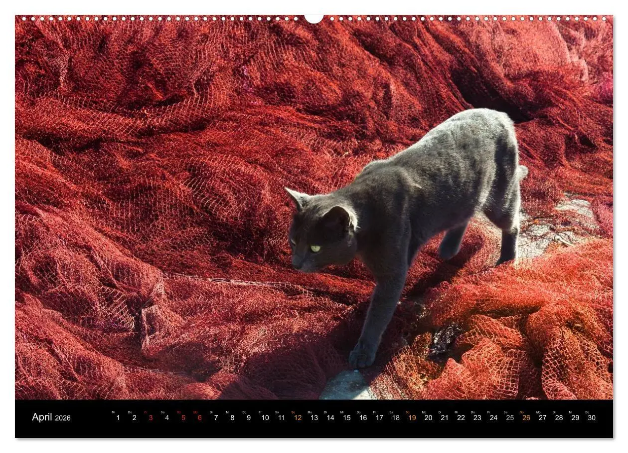 Bild: 9783516051513 | Sehnsucht Hiddensee 2026 (hochwertiger Premium Wandkalender 2026...