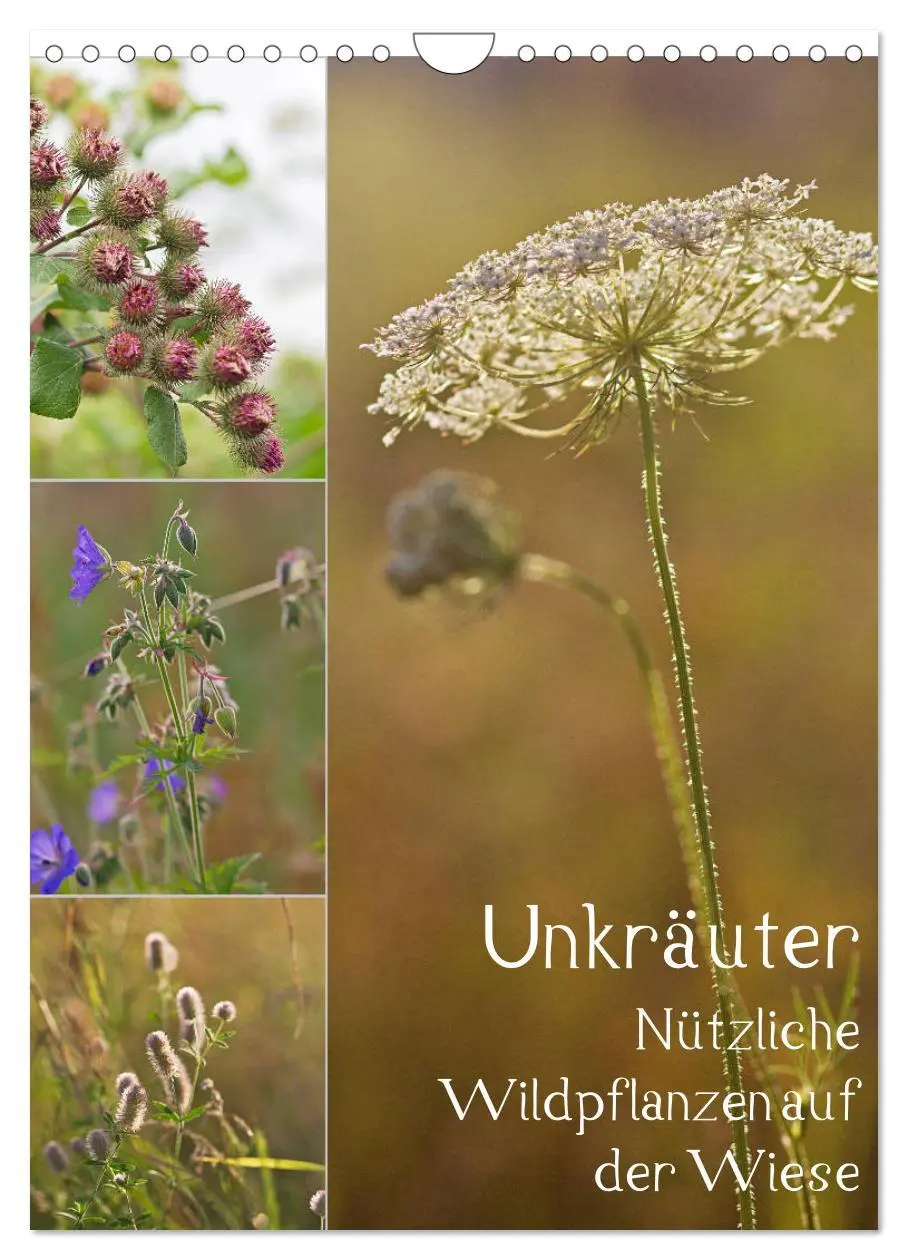 Cover: 9783516421613 | Unkräuter - Nützliche Wildpflanzen auf der Wiese (Wandkalender 2026...