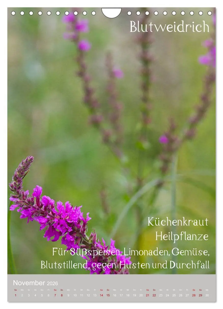 Bild: 9783516421613 | Unkräuter - Nützliche Wildpflanzen auf der Wiese (Wandkalender 2026...