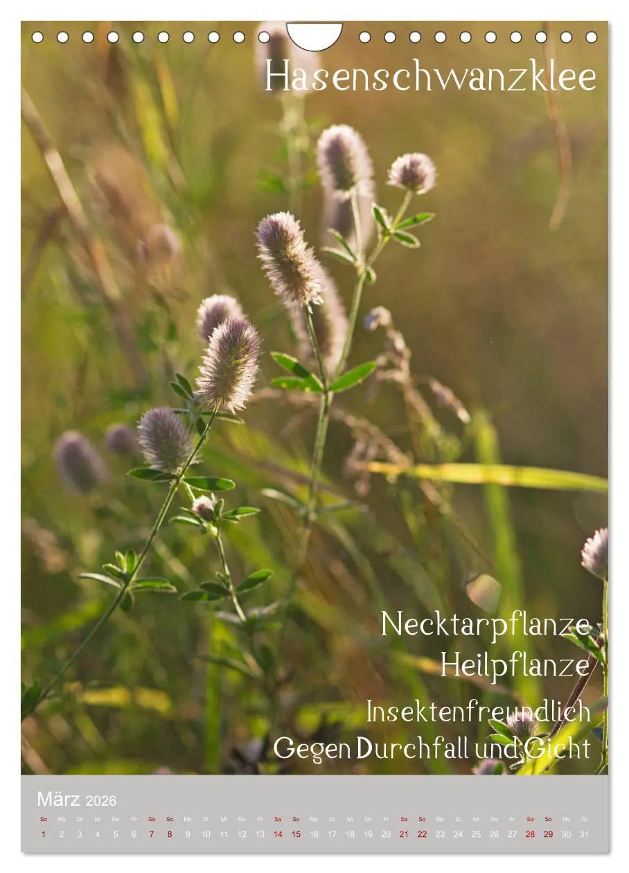 Bild: 9783516421613 | Unkräuter - Nützliche Wildpflanzen auf der Wiese (Wandkalender 2026...