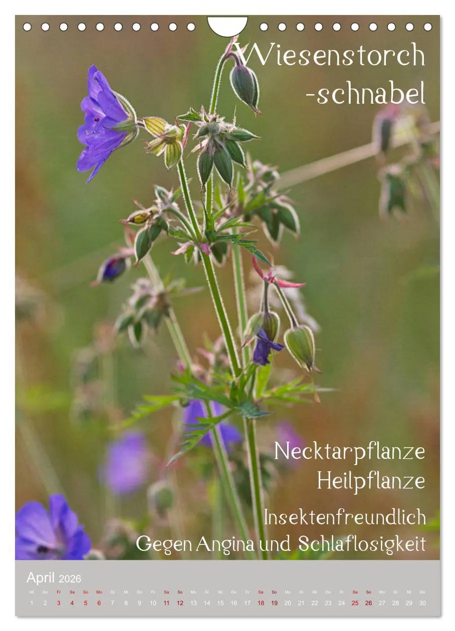 Bild: 9783516421613 | Unkräuter - Nützliche Wildpflanzen auf der Wiese (Wandkalender 2026...