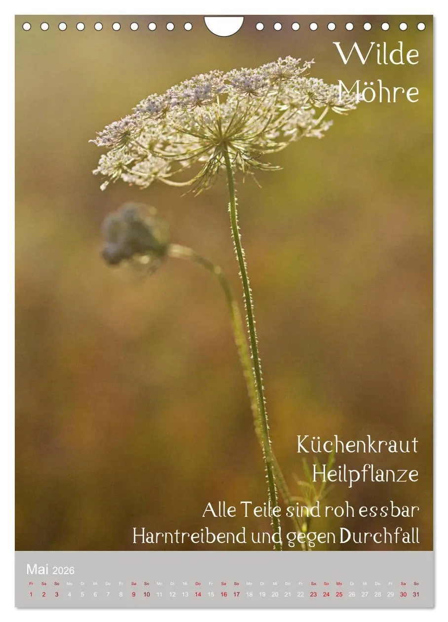 Bild: 9783516421613 | Unkräuter - Nützliche Wildpflanzen auf der Wiese (Wandkalender 2026...