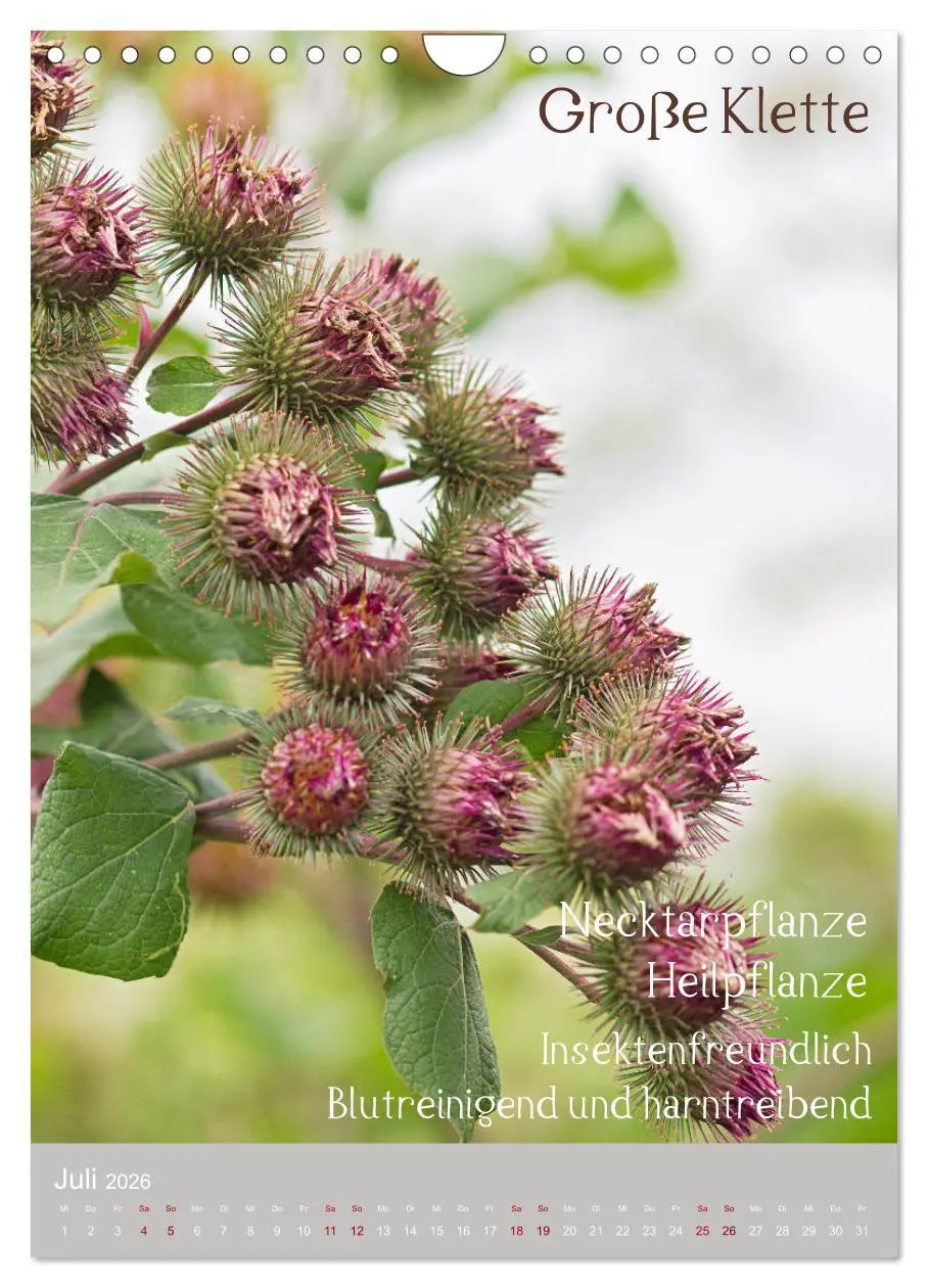 Bild: 9783516421613 | Unkräuter - Nützliche Wildpflanzen auf der Wiese (Wandkalender 2026...