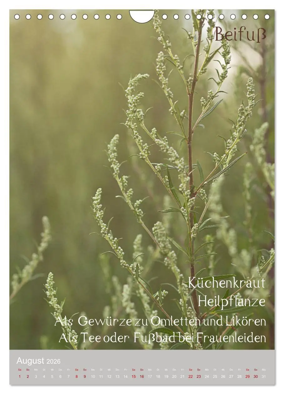 Bild: 9783516421613 | Unkräuter - Nützliche Wildpflanzen auf der Wiese (Wandkalender 2026...