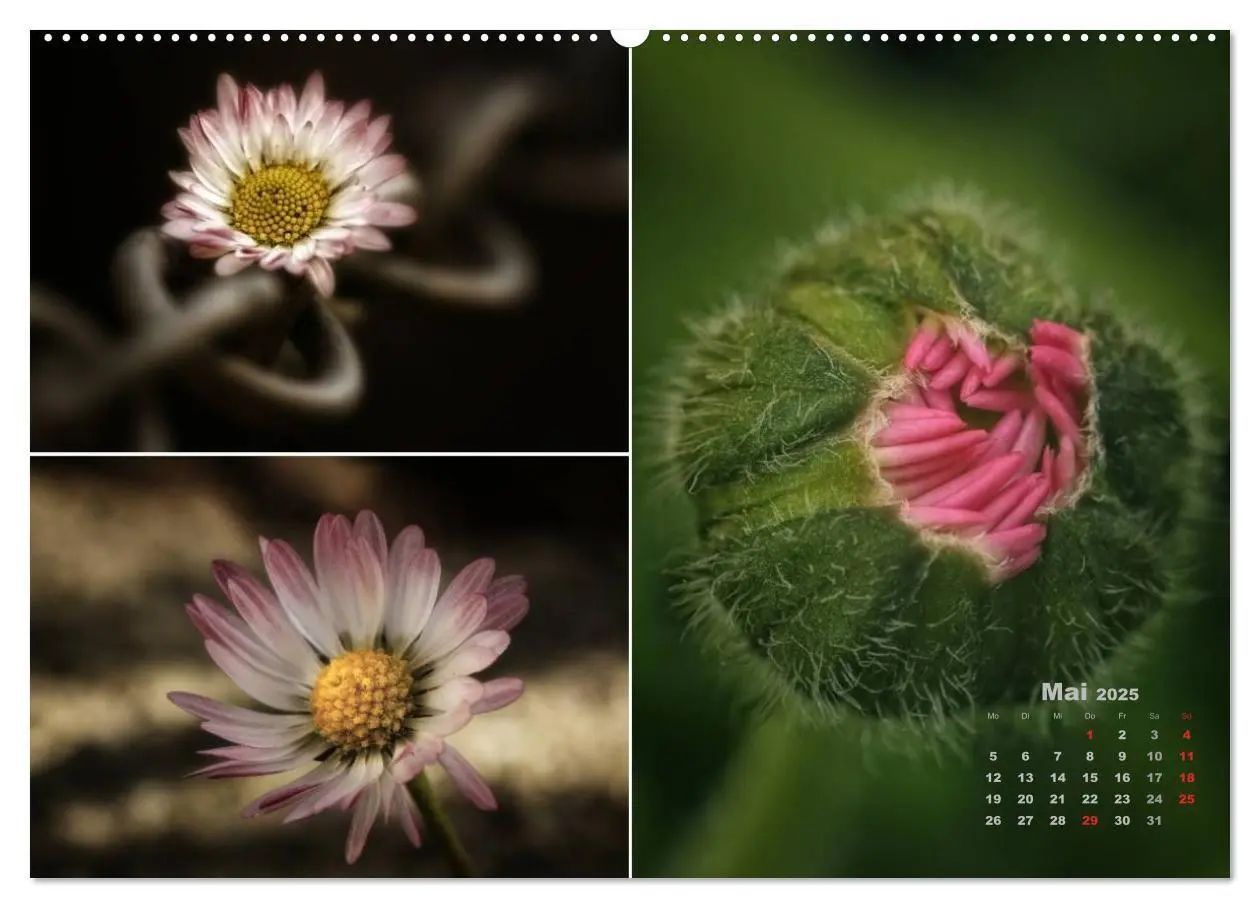 Bild: 9783435611713 | Blumenreise 2025 (Wandkalender 2025 DIN A2 quer), CALVENDO...