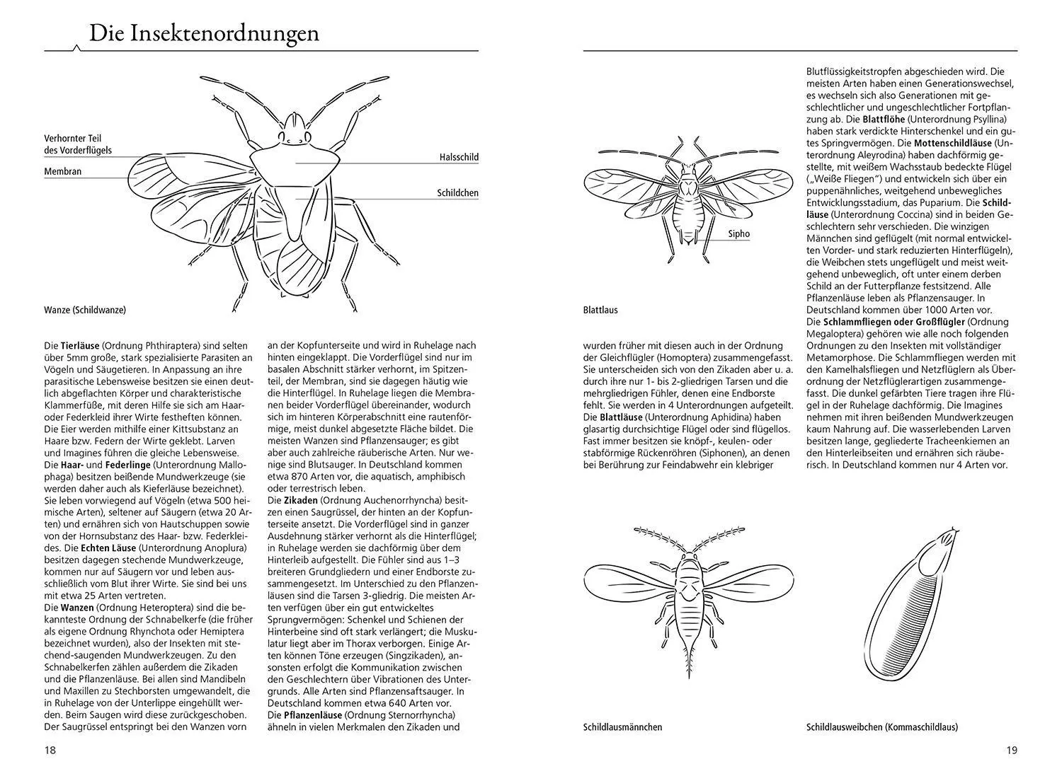 Bild: 9783440181713 | Der KOSMOS Insektenführer | Heiko Bellmann (u. a.) | Taschenbuch