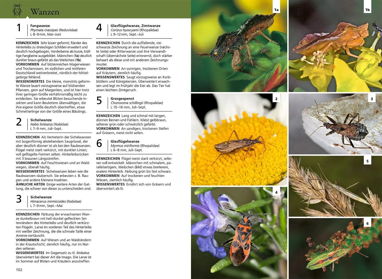 Bild: 9783440181713 | Der KOSMOS Insektenführer | Heiko Bellmann (u. a.) | Taschenbuch