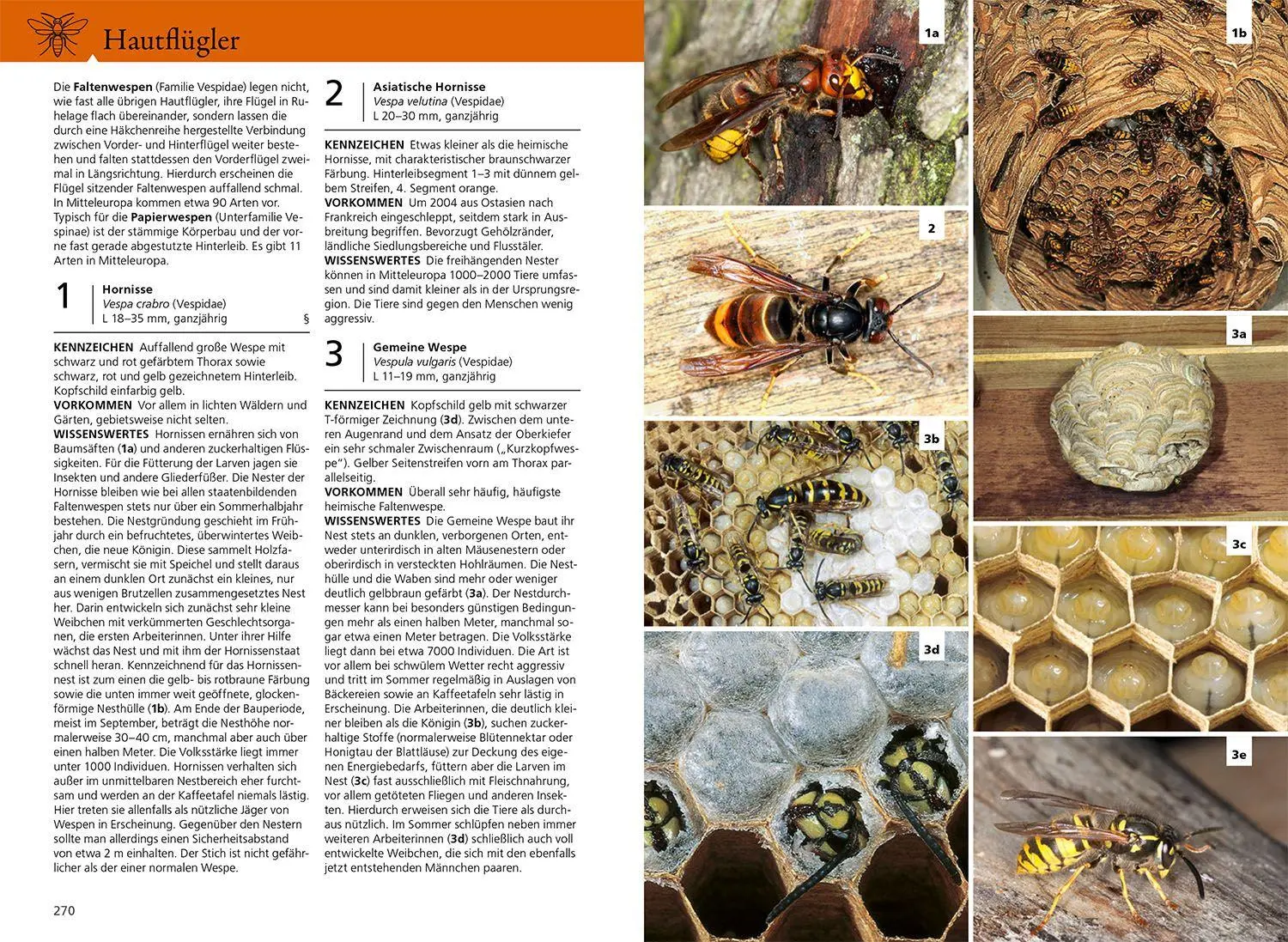 Bild: 9783440181713 | Der KOSMOS Insektenführer | Heiko Bellmann (u. a.) | Taschenbuch