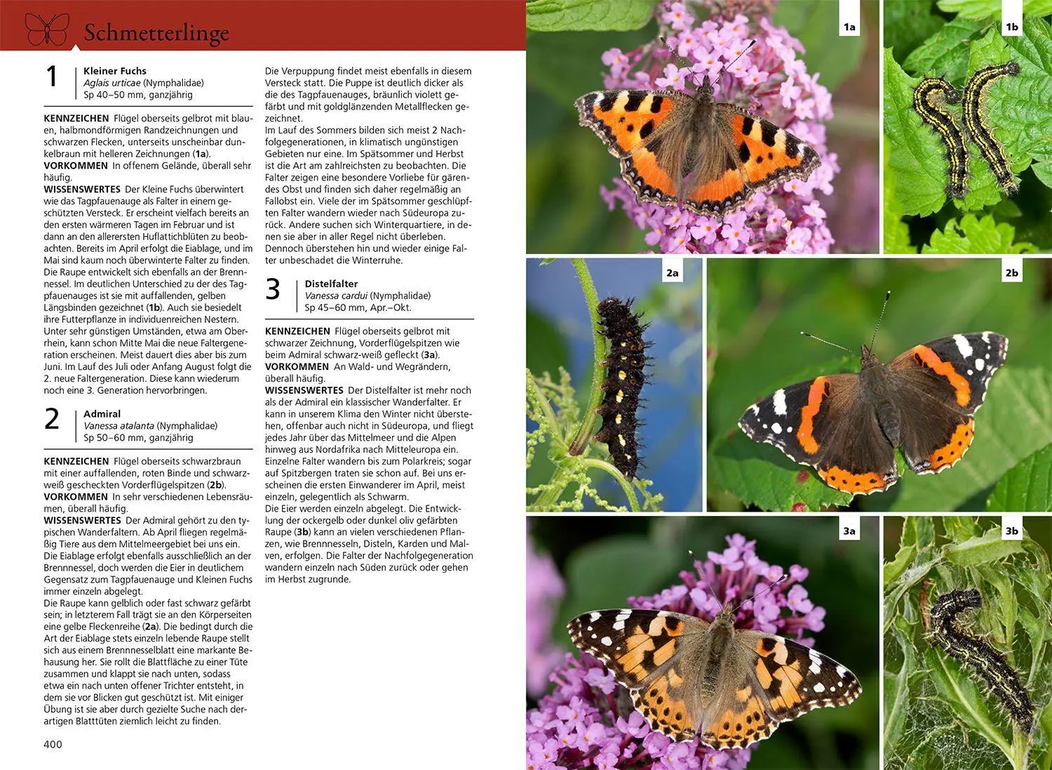 Bild: 9783440181713 | Der KOSMOS Insektenführer | Heiko Bellmann (u. a.) | Taschenbuch