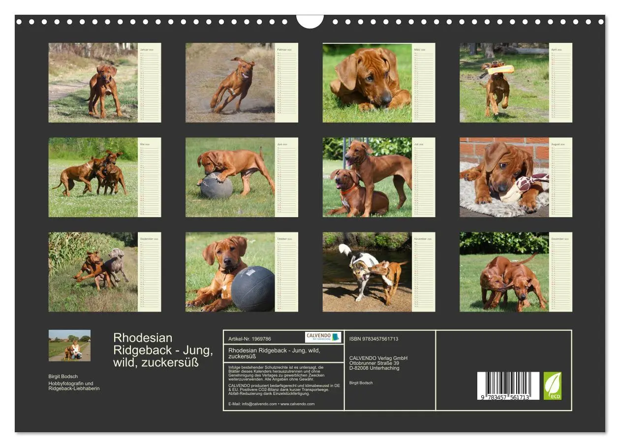 Bild: 9783457561713 | Rhodesian Ridgeback - Jung, wild, zuckersüß (Wandkalender 2026 DIN...