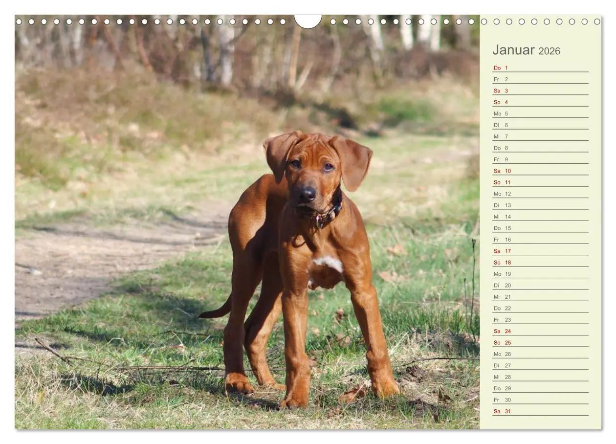 Bild: 9783457561713 | Rhodesian Ridgeback - Jung, wild, zuckersüß (Wandkalender 2026 DIN...