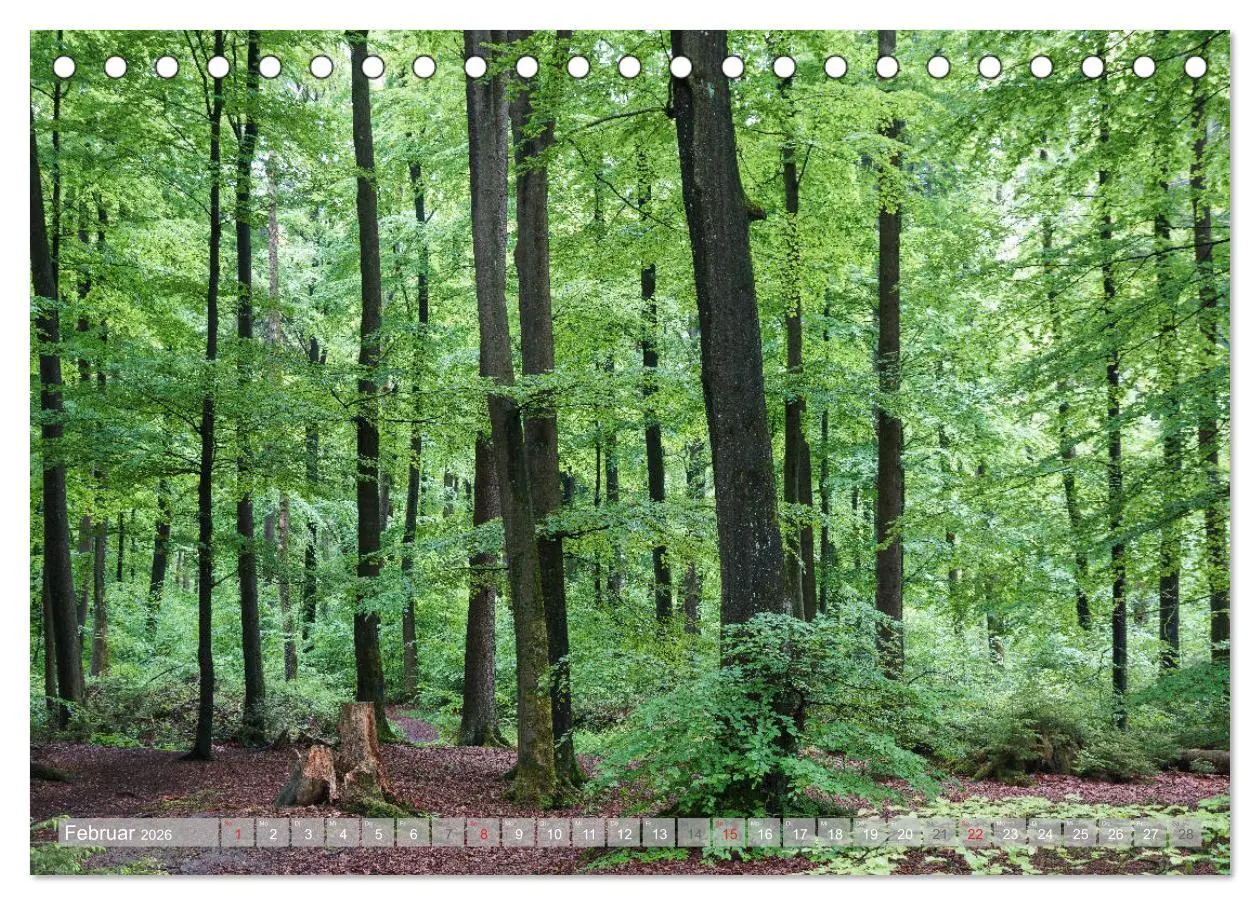 Bild: 9783457791813 | Teutoburger Wald - Natur und Kultur (Tischkalender 2026 DIN A5...