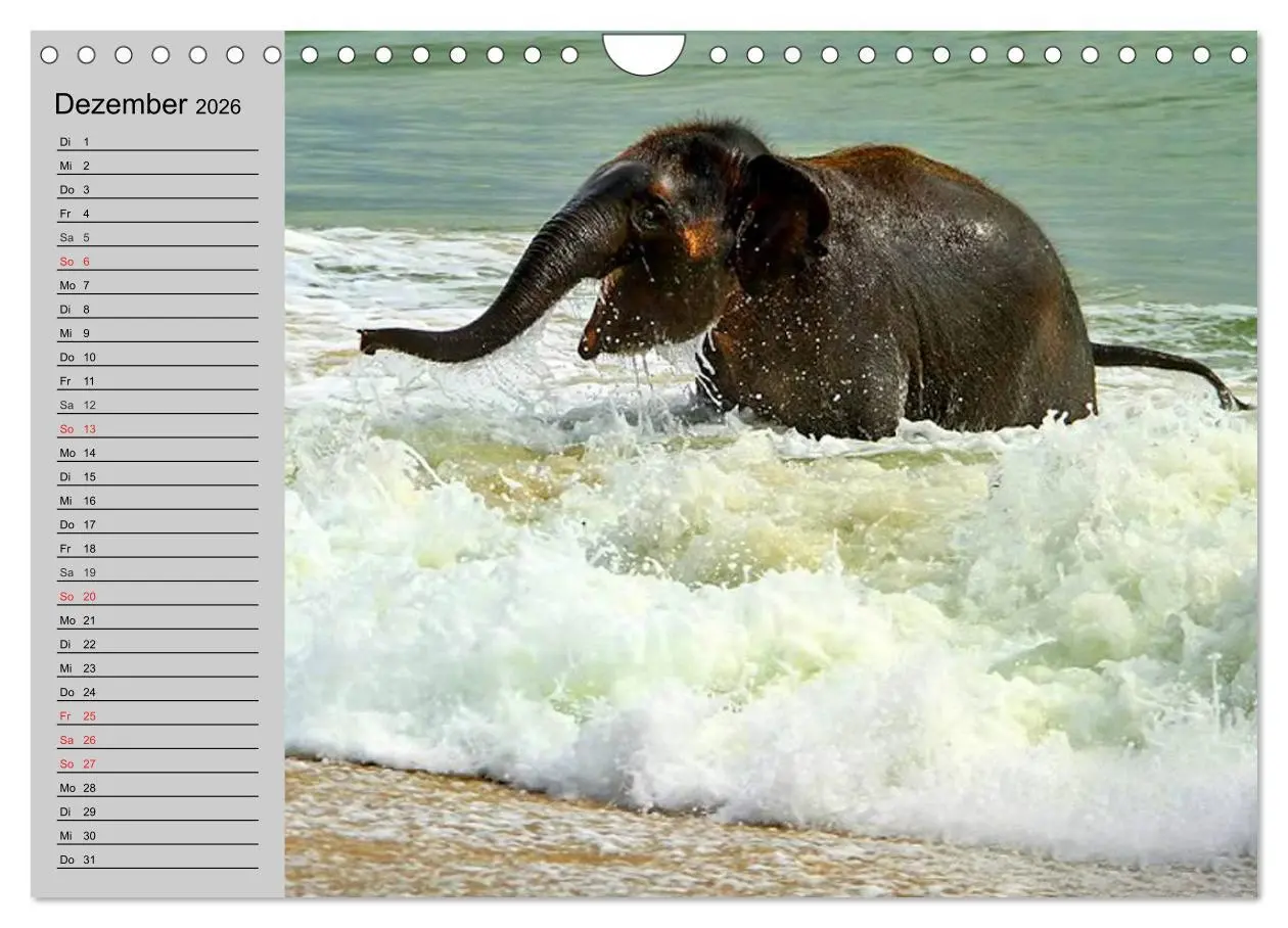 Bild: 9783516011913 | Elefanten. Spaß am Wasser (Wandkalender 2026 DIN A4 quer), CALVENDO...