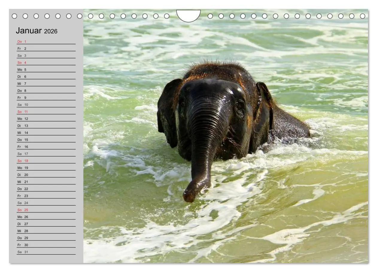 Bild: 9783516011913 | Elefanten. Spaß am Wasser (Wandkalender 2026 DIN A4 quer), CALVENDO...