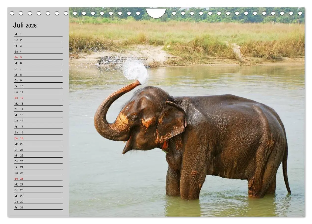 Bild: 9783516011913 | Elefanten. Spaß am Wasser (Wandkalender 2026 DIN A4 quer), CALVENDO...
