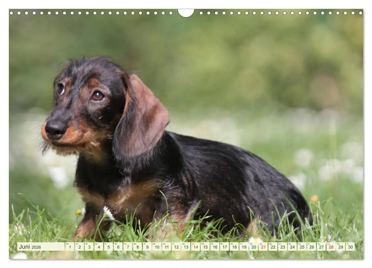 Bild: 9783516181913 | Liebenswerte Rabauken - Rauhaardackel (Wandkalender 2026 DIN A3...