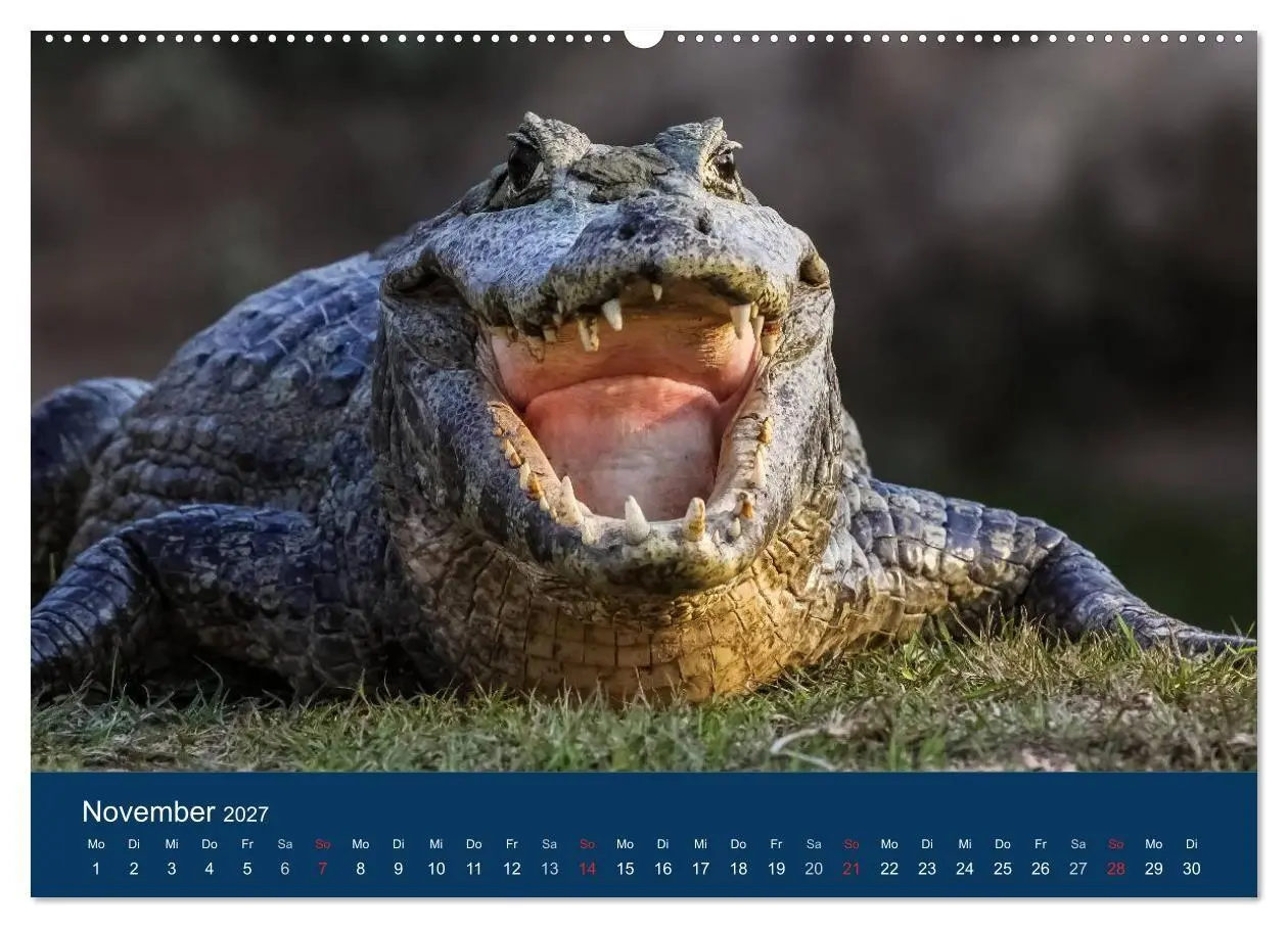 Bild: 9783594091913 | Brasilien tierisch gut 2027 (hochwertiger Premium Wandkalender 2027...