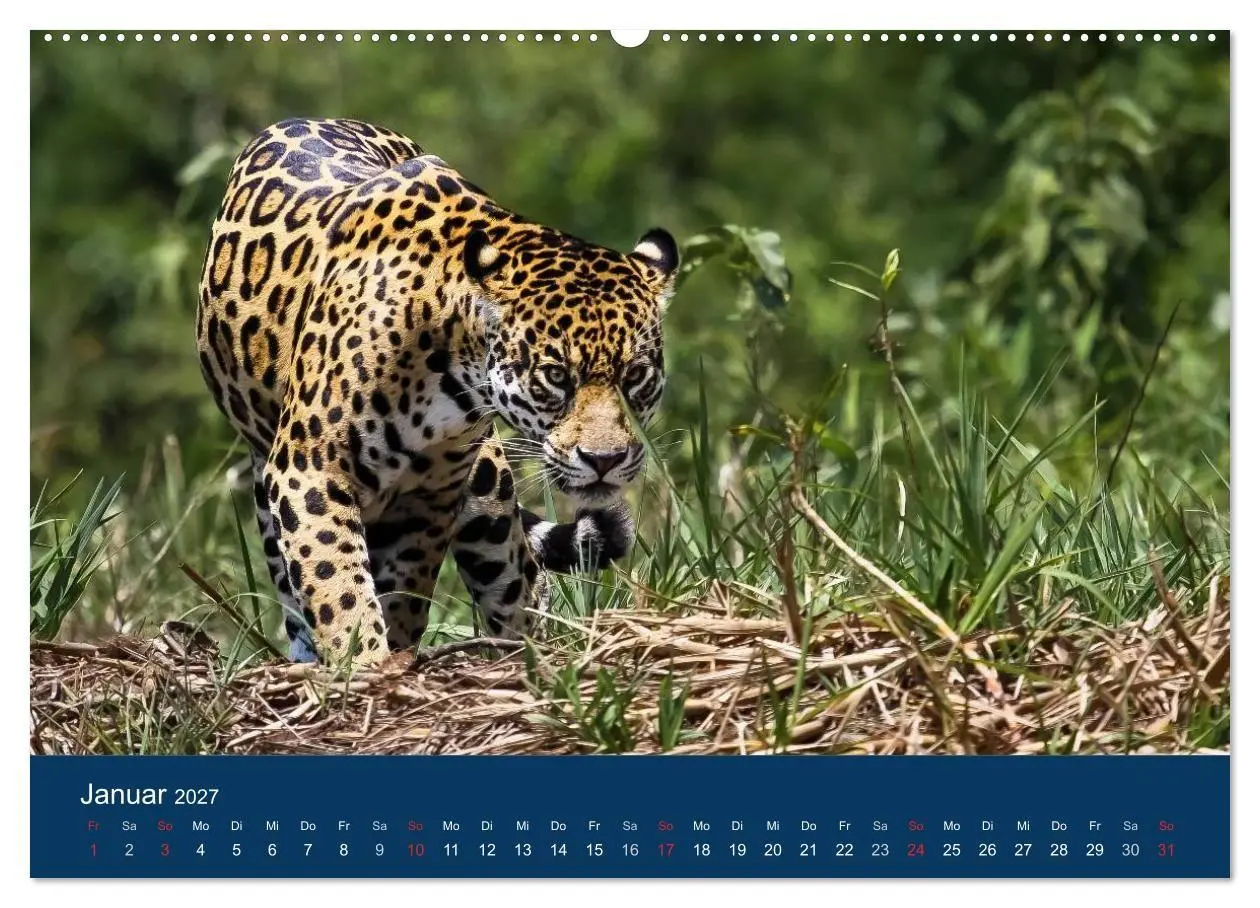 Bild: 9783594091913 | Brasilien tierisch gut 2027 (hochwertiger Premium Wandkalender 2027...