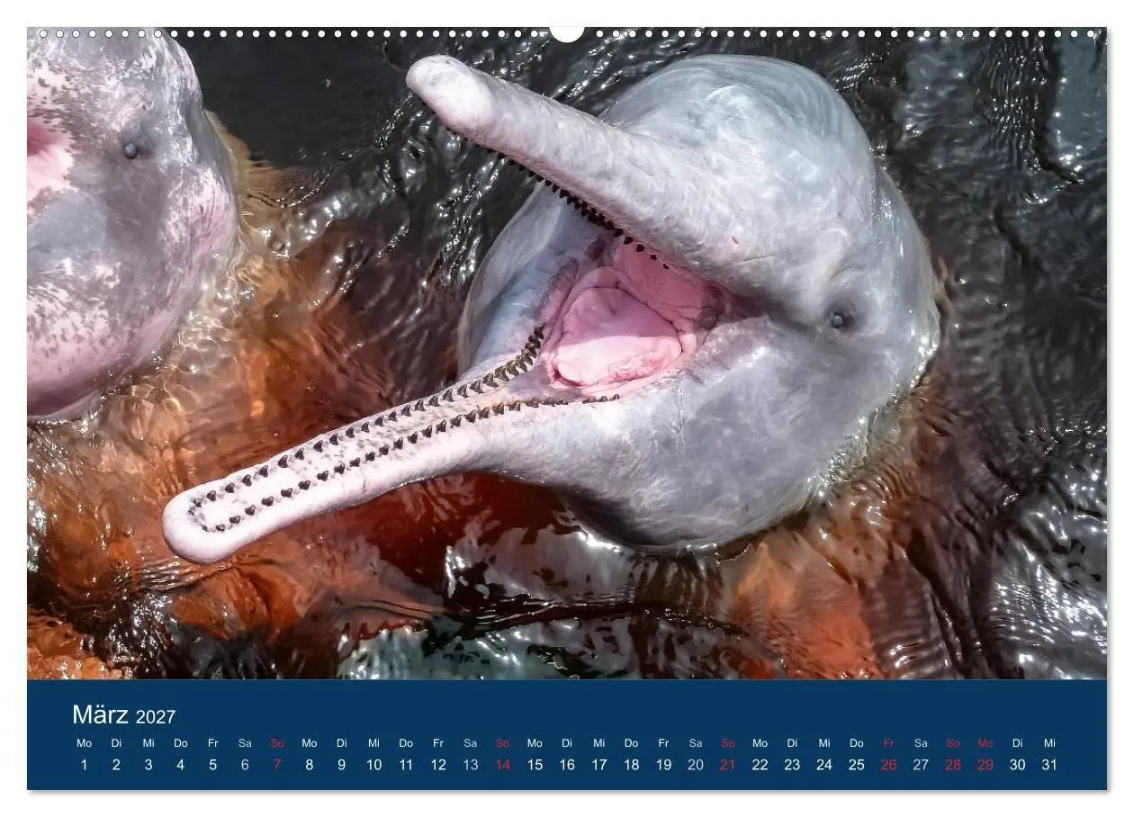 Bild: 9783594091913 | Brasilien tierisch gut 2027 (hochwertiger Premium Wandkalender 2027...