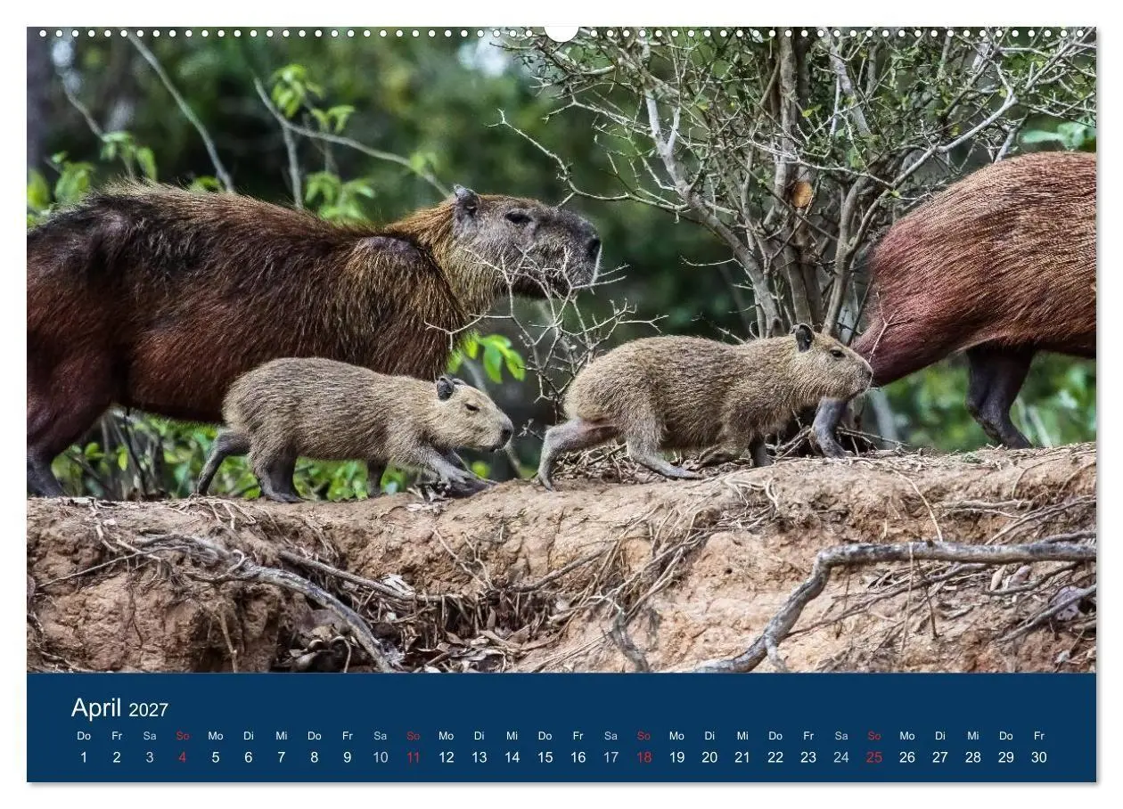 Bild: 9783594091913 | Brasilien tierisch gut 2027 (hochwertiger Premium Wandkalender 2027...