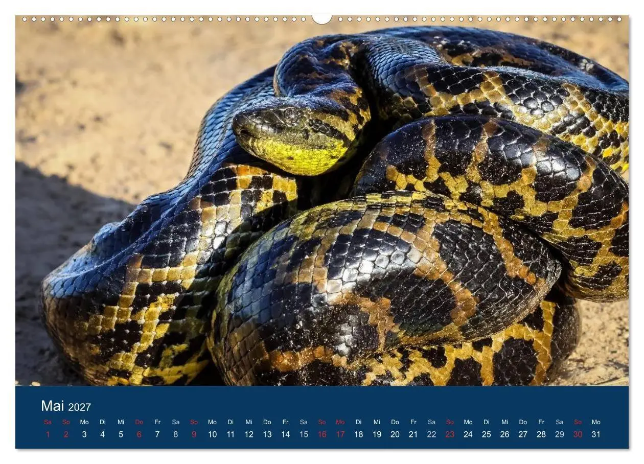 Bild: 9783594091913 | Brasilien tierisch gut 2027 (hochwertiger Premium Wandkalender 2027...