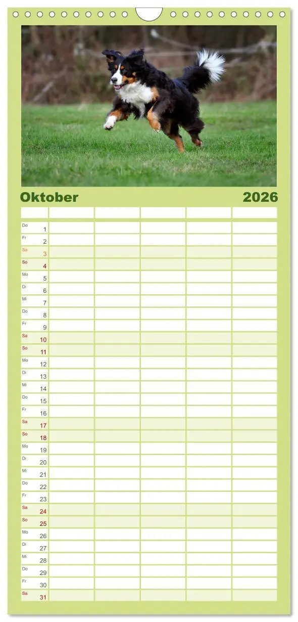 Bild: 9783516522013 | Familienplaner 2026 - Berner Sennenhunde mit 5 Spalten...