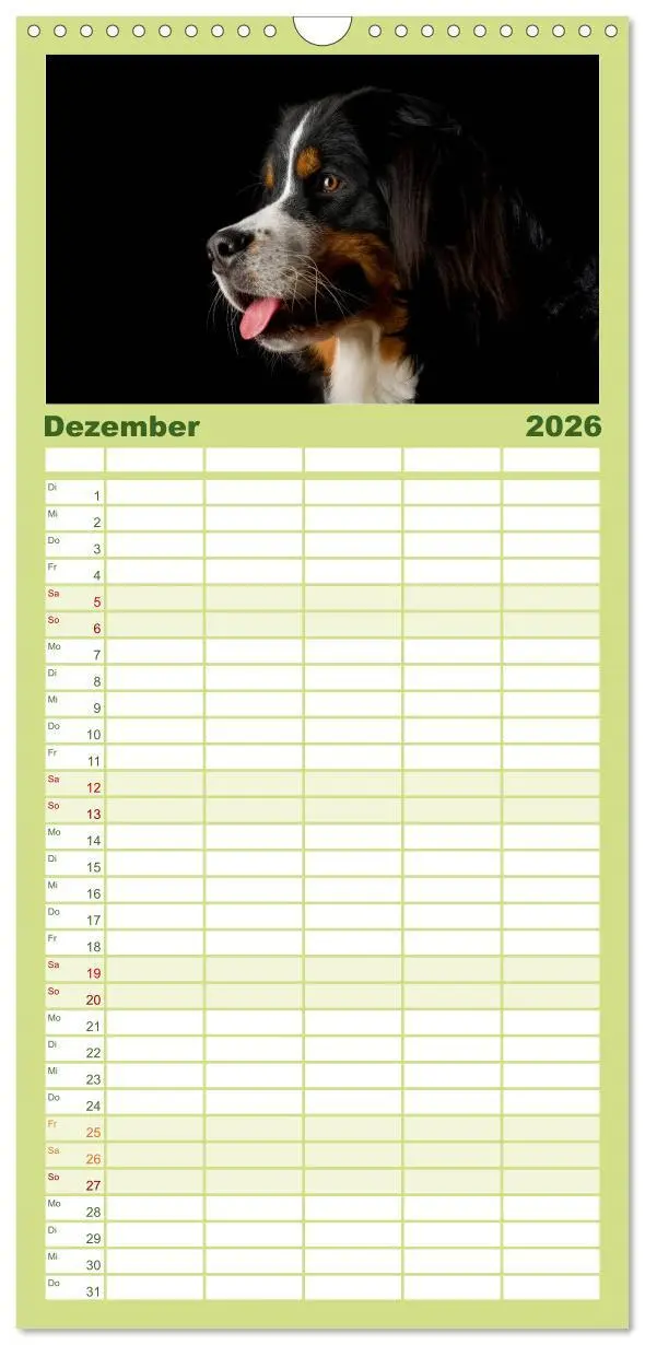 Bild: 9783516522013 | Familienplaner 2026 - Berner Sennenhunde mit 5 Spalten...