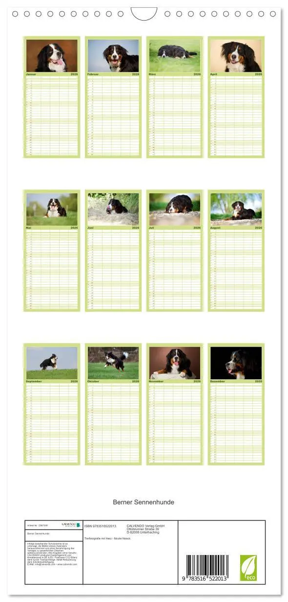 Bild: 9783516522013 | Familienplaner 2026 - Berner Sennenhunde mit 5 Spalten...