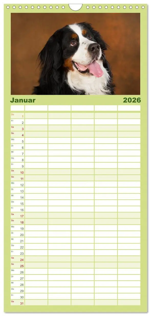 Bild: 9783516522013 | Familienplaner 2026 - Berner Sennenhunde mit 5 Spalten...