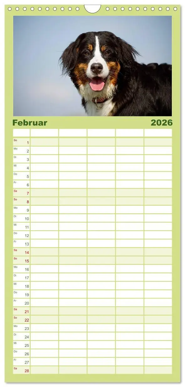 Bild: 9783516522013 | Familienplaner 2026 - Berner Sennenhunde mit 5 Spalten...