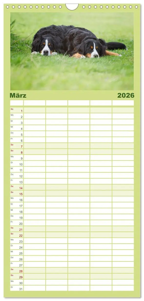Bild: 9783516522013 | Familienplaner 2026 - Berner Sennenhunde mit 5 Spalten...
