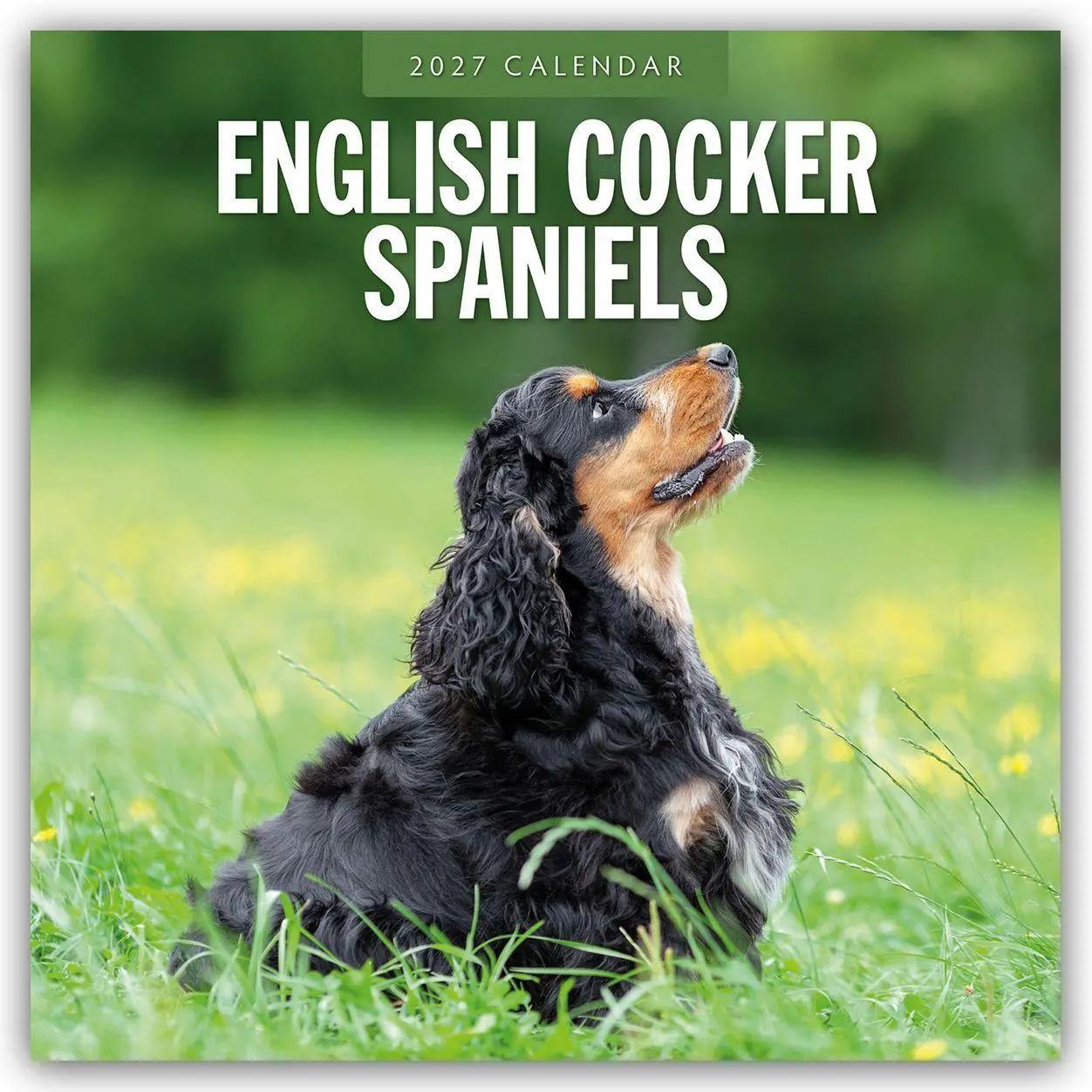 Cover: 9781837012213 | English Cocker Spaniels - Englisch Cocker Spaniel 2027 -...
