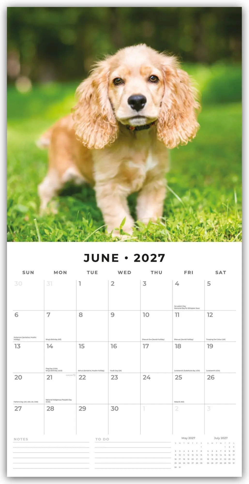 Bild: 9781837012213 | English Cocker Spaniels - Englisch Cocker Spaniel 2027 -...