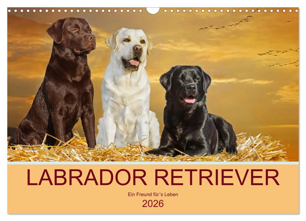 Cover: 9783457632413 | Labrador Retriever - Ein Freund für´s Leben (Wandkalender 2026 DIN...