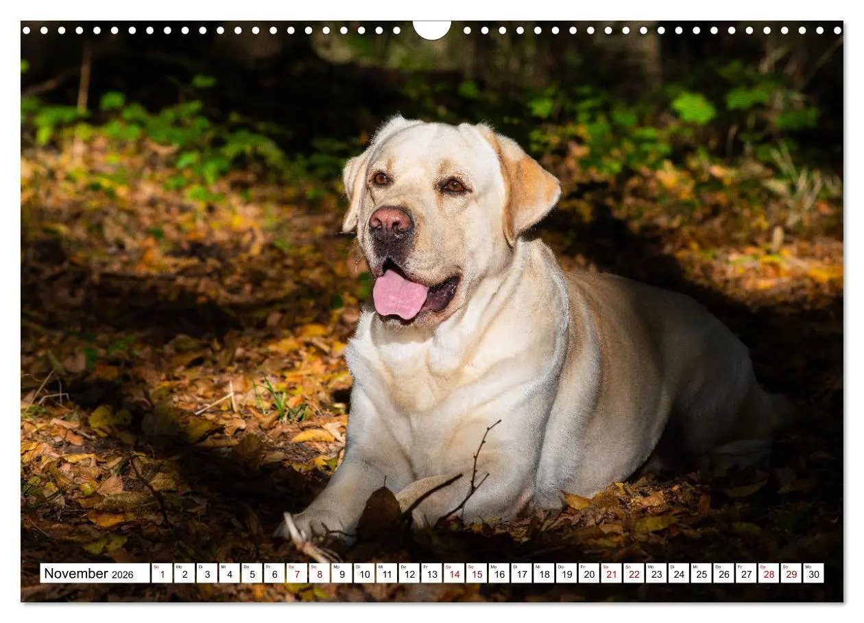 Bild: 9783457632413 | Labrador Retriever - Ein Freund für´s Leben (Wandkalender 2026 DIN...