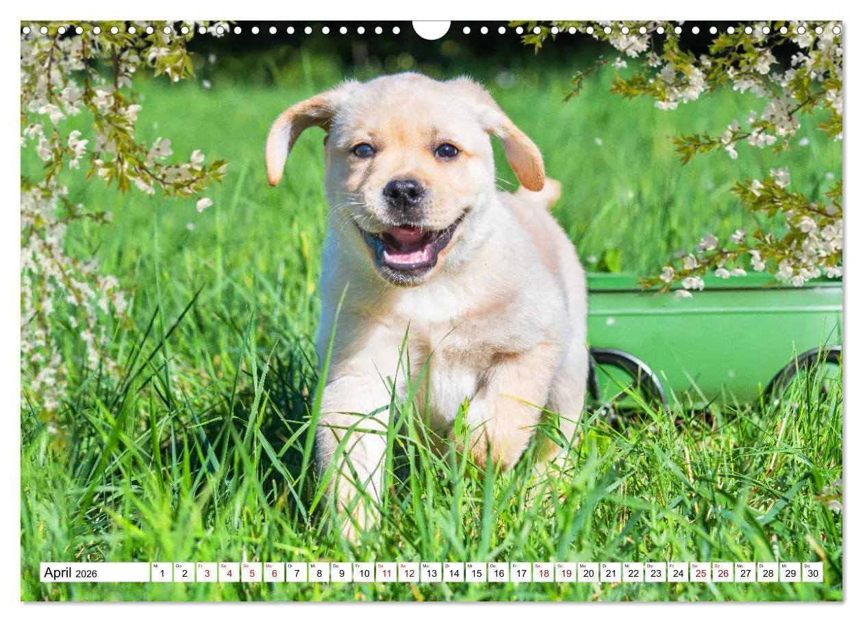 Bild: 9783457632413 | Labrador Retriever - Ein Freund für´s Leben (Wandkalender 2026 DIN...