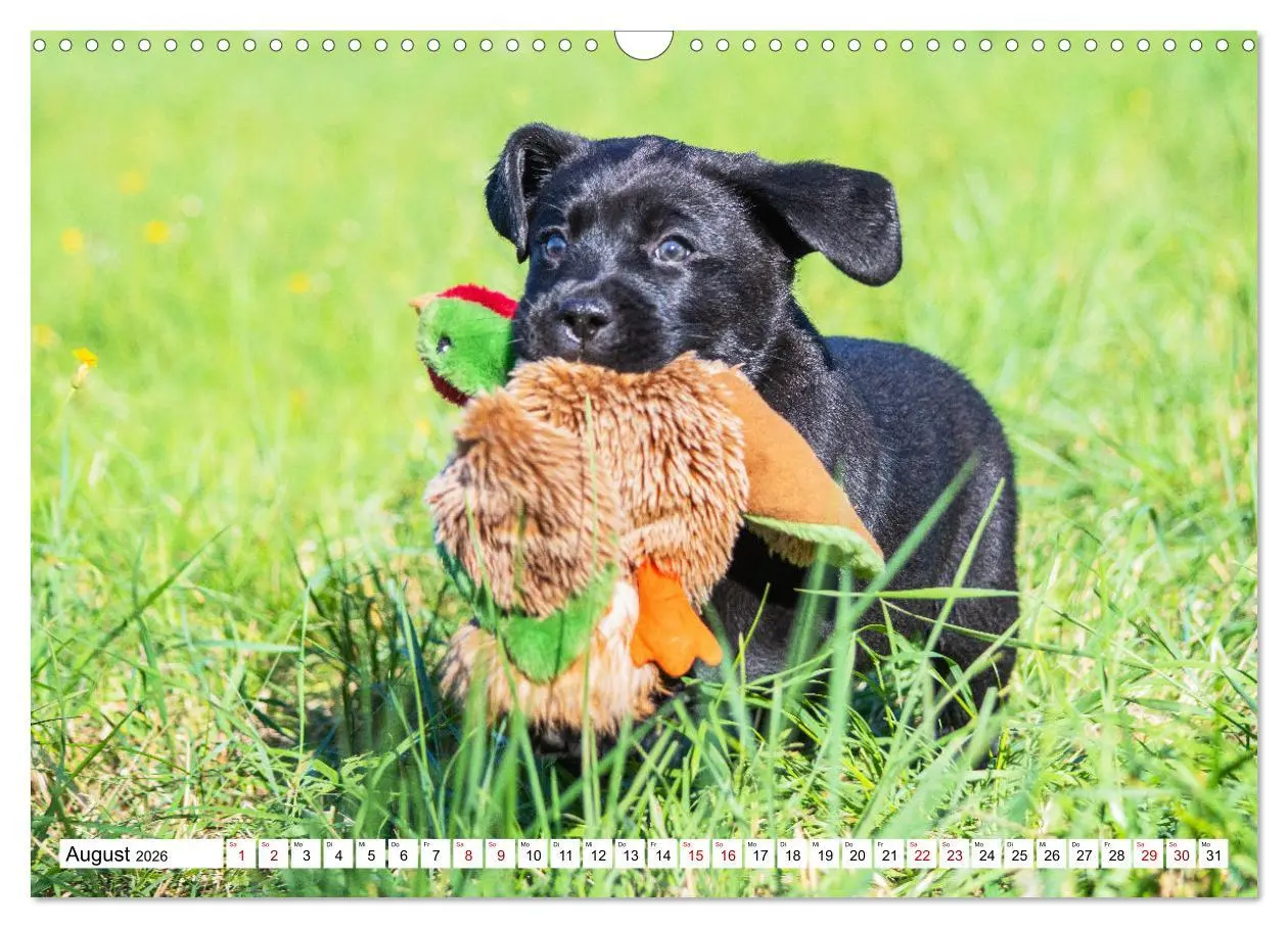 Bild: 9783457632413 | Labrador Retriever - Ein Freund für´s Leben (Wandkalender 2026 DIN...