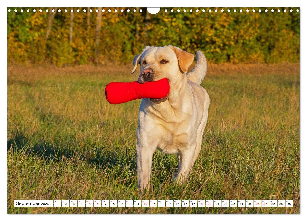 Bild: 9783457632413 | Labrador Retriever - Ein Freund für´s Leben (Wandkalender 2026 DIN...