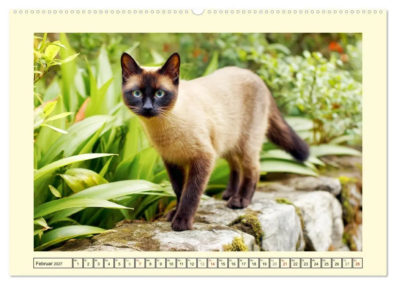Bild: 9783516952513 | Edle Siamkatzen. Anmut und Charakter im Spiel mit der Natur...