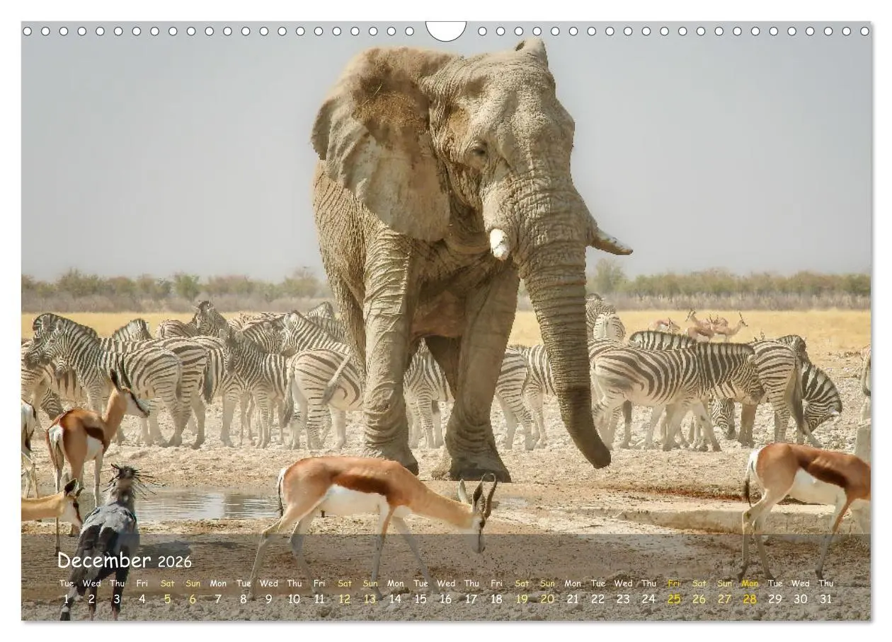 Bild: 9783516552713 | Namibia - African Beauty (Wall Calendar 2026 DIN A3 landscape),...