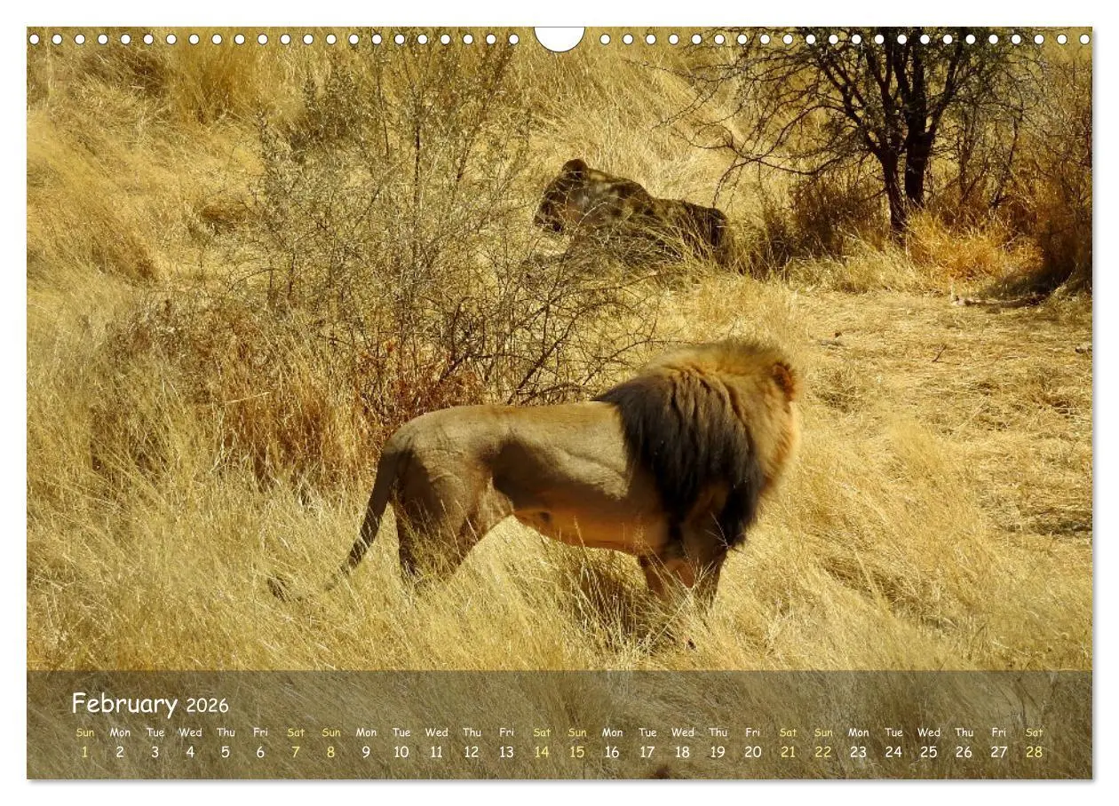Bild: 9783516552713 | Namibia - African Beauty (Wall Calendar 2026 DIN A3 landscape),...