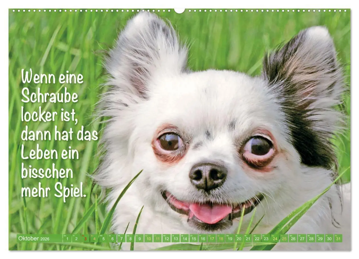 Bild: 9783457382813 | Chihuahua: Kleine Hunde, aber oho (Wandkalender 2026 DIN A2 quer),...
