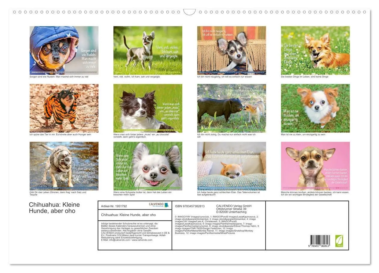 Bild: 9783457382813 | Chihuahua: Kleine Hunde, aber oho (Wandkalender 2026 DIN A2 quer),...