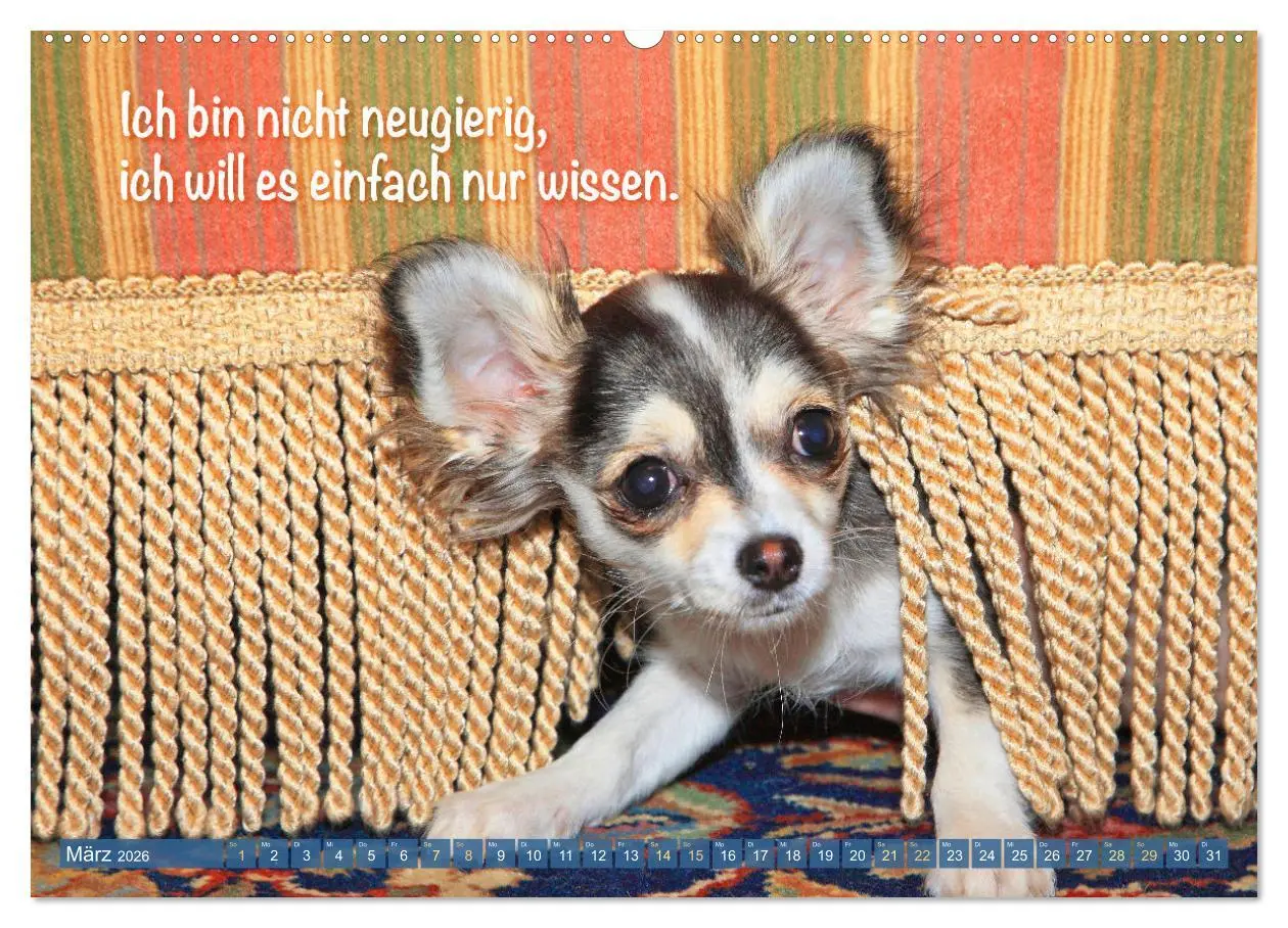 Bild: 9783457382813 | Chihuahua: Kleine Hunde, aber oho (Wandkalender 2026 DIN A2 quer),...