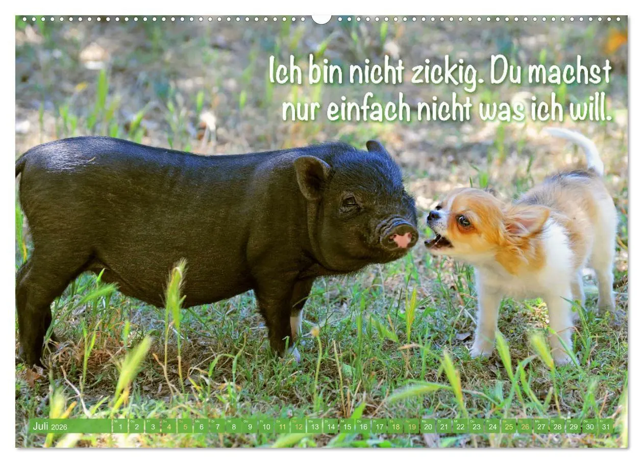 Bild: 9783457382813 | Chihuahua: Kleine Hunde, aber oho (Wandkalender 2026 DIN A2 quer),...