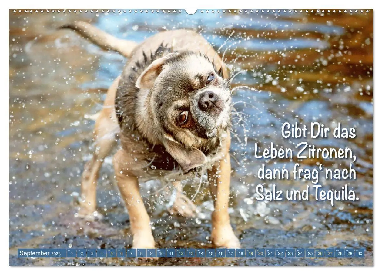 Bild: 9783457382813 | Chihuahua: Kleine Hunde, aber oho (Wandkalender 2026 DIN A2 quer),...