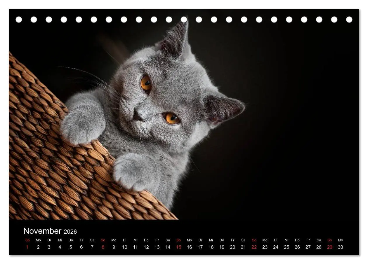 Bild: 9783516162813 | Bärige Schmusetiger - Britisch Kurzhaar (Tischkalender 2026 DIN A5...