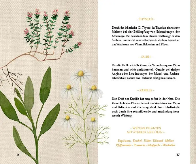 Bild: 9783710402913 | Fräulein Grüns Immunkraft aus der Natur | Karina Nouman | Buch | 2021